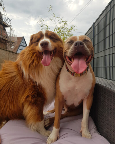 deux-chiens-pension